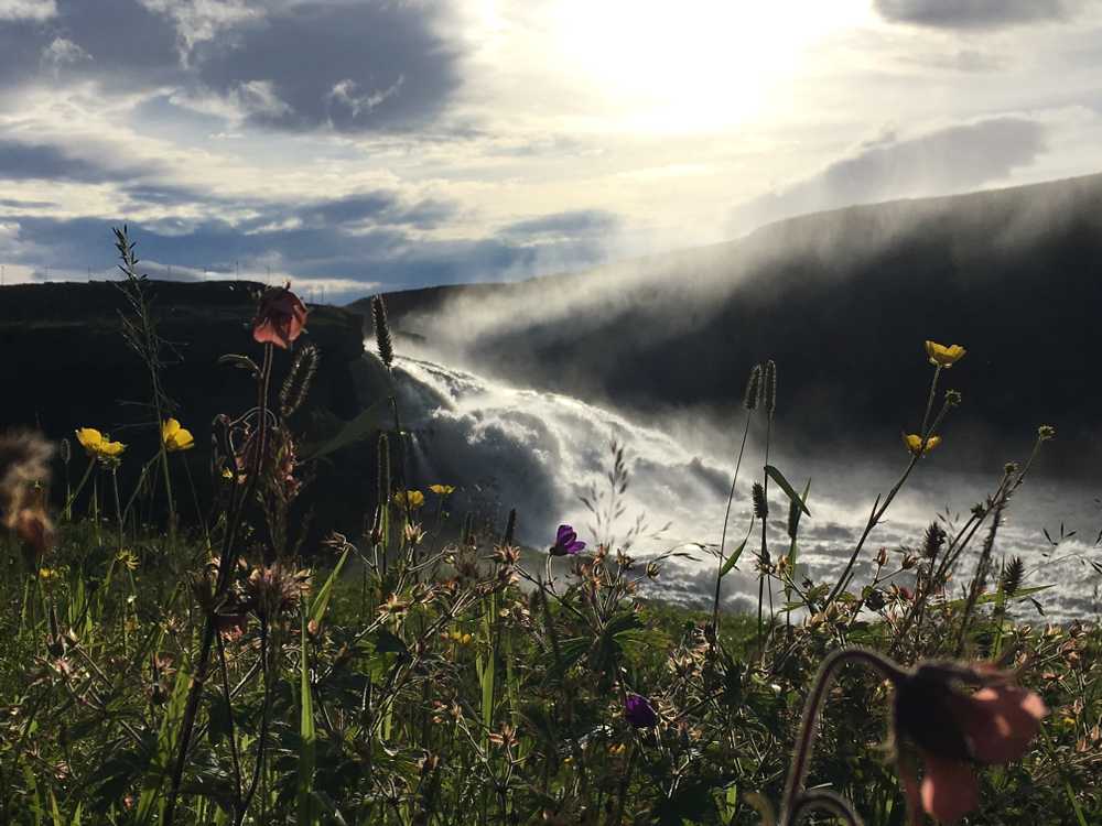 flowers and waterfall
